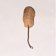 Kʹ߹