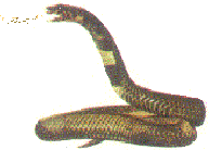 毒液
