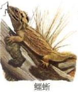 鱷蜥