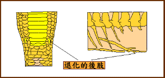 �h�ƪ����